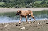 DOGUE ALLEMAND 137